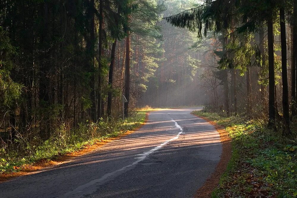 Дорога в лесу. Лесная дорога. Трасса в лесу. Ljhjuf d KTDCE.