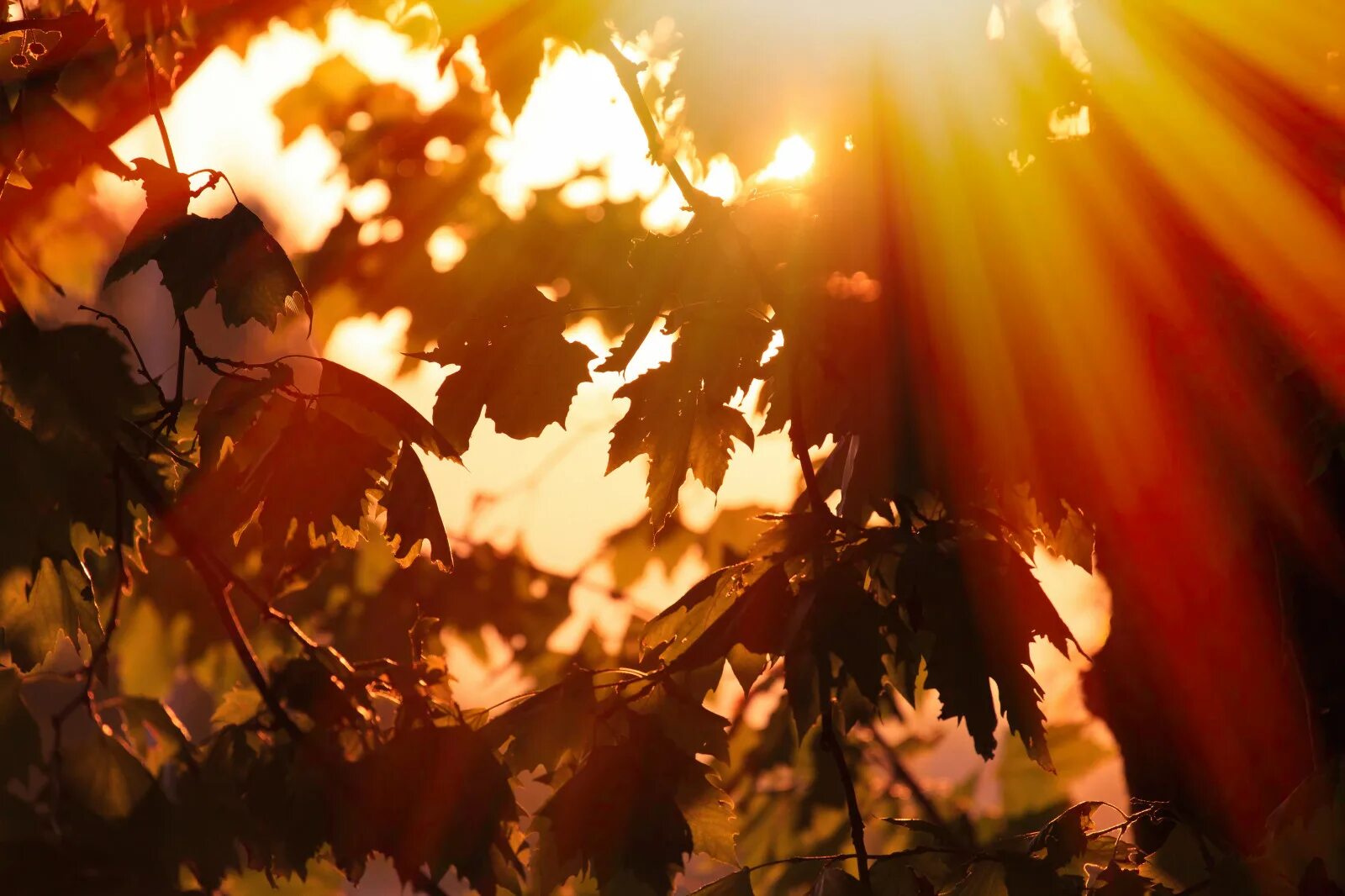 Sunny luminary. Осеннее солнце. Осень солнце. Солнце сквозь листву. Листва на солнце.