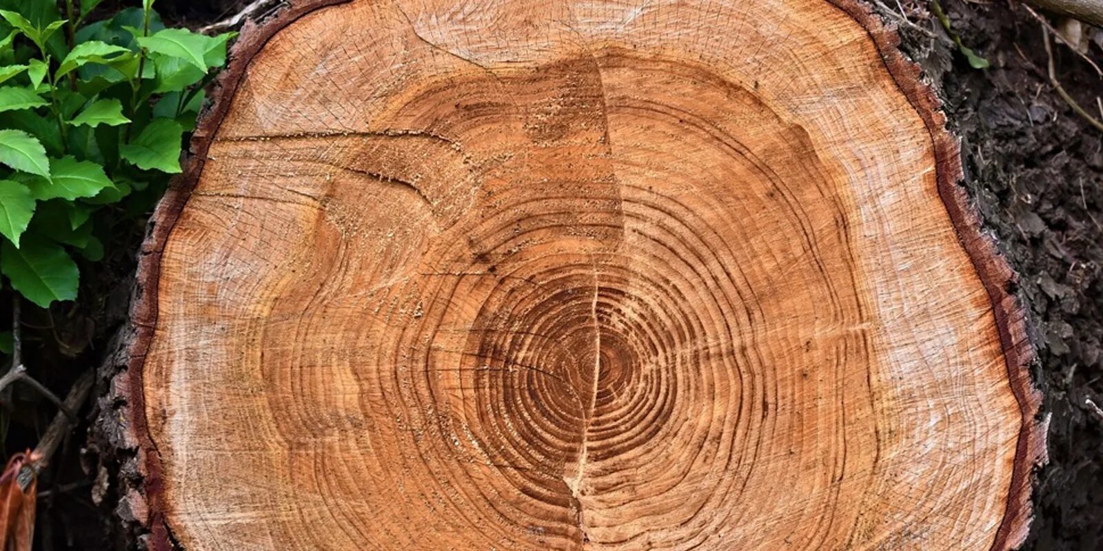 Хочу срез. Годичные кольца древесины Секвойя. Спил дерева. Срез древесины. Круглый спил дерева.
