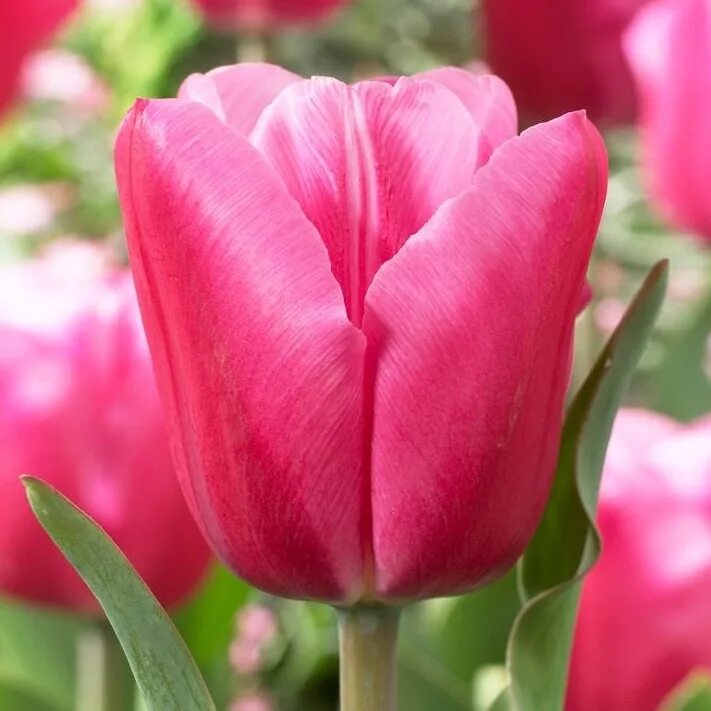 Тюльпан jumbo pink. Тюльпан джамбо pink. Тюльпан jumbo pink. Тюльпан эн джамбо пинк. Тюльпан джамбо пинк.
