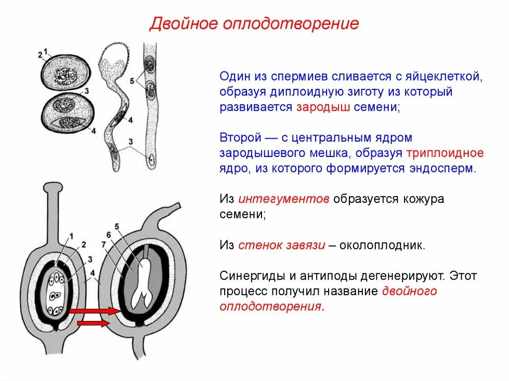 В результате образуется из завязи. Двойное оплодотворение один из спермиев сливается. Один спермий + яйцеклетка. Один спермий сливается с центральной яйцеклеткой. Процесс оплодотворения.