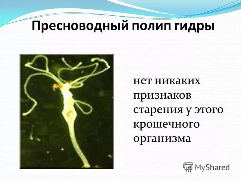 регенерация гидра обыкновенная. пресноводный полип гидра тип. пресноводный полип гидра тип. пресноводный полип гидра строение. гидроидные гидра пресноводная.