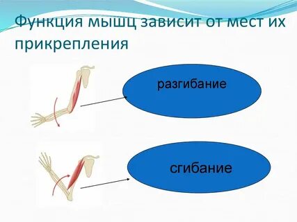 Работа мышц зависит