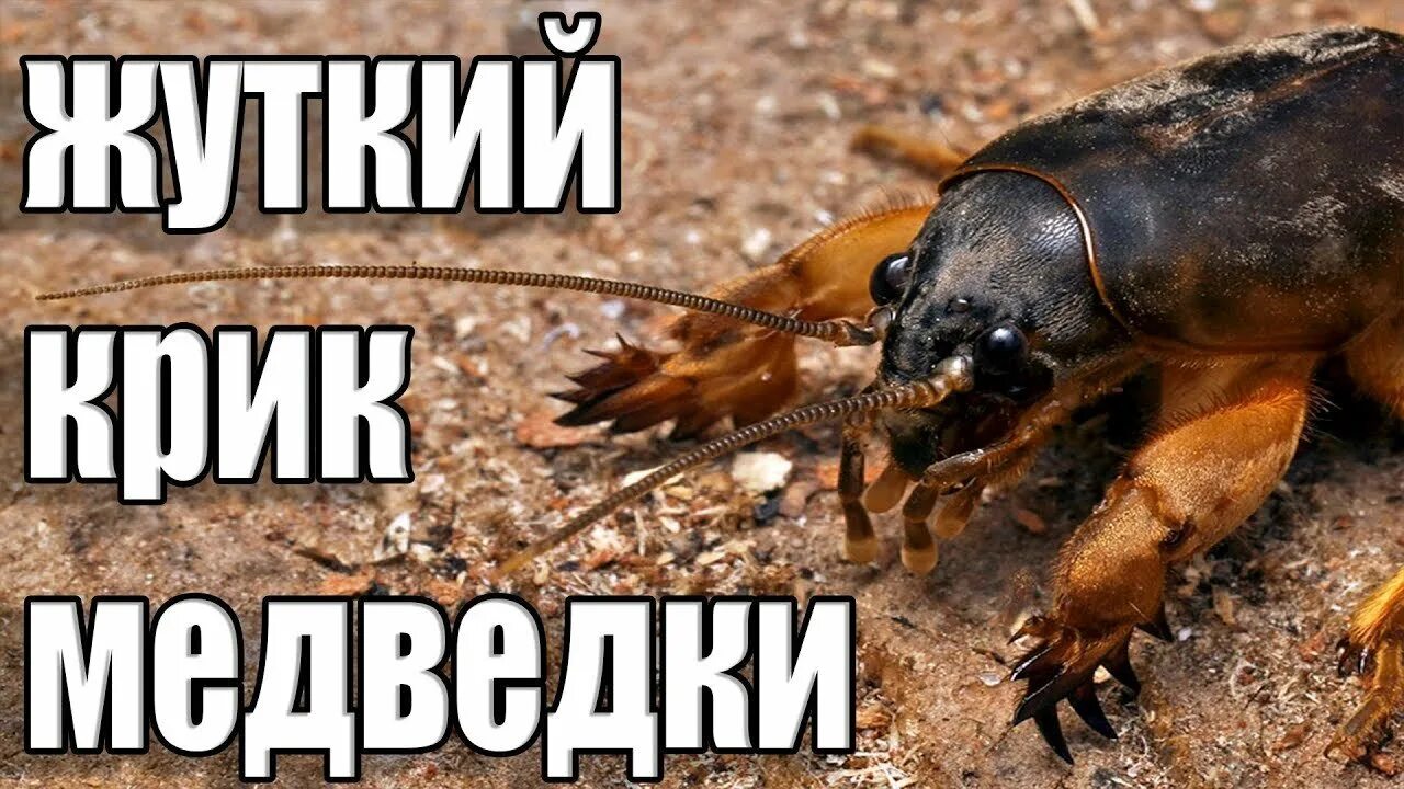 Медведка ночью. Имаго медведки. медведка страшная. медведка насекомое. медведка смешная.