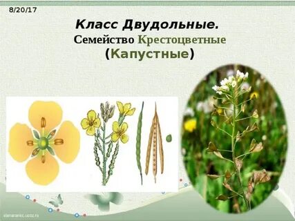 В систематике растений крестоцветные