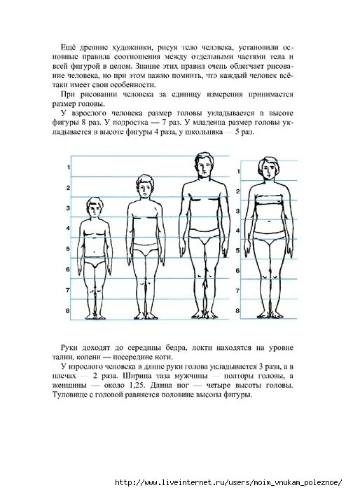 У взрослого человека размер головы занимает. У взрослого человека размер головы укладывается в высоте фигуры. Высота головы в см. Длина головы взрослого человека. Сколько высота головы у человека.