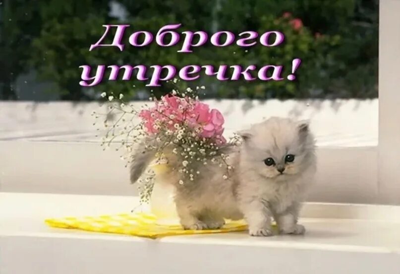 Картинки с добрым утром с котятами. Пожелания с добрым утром с кошками. котенок желает доброго утра. поздравление с добрым утром с котятами. пожелание доброго утра с котиками.