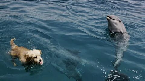 Ellen decided to become a dolphin keeper