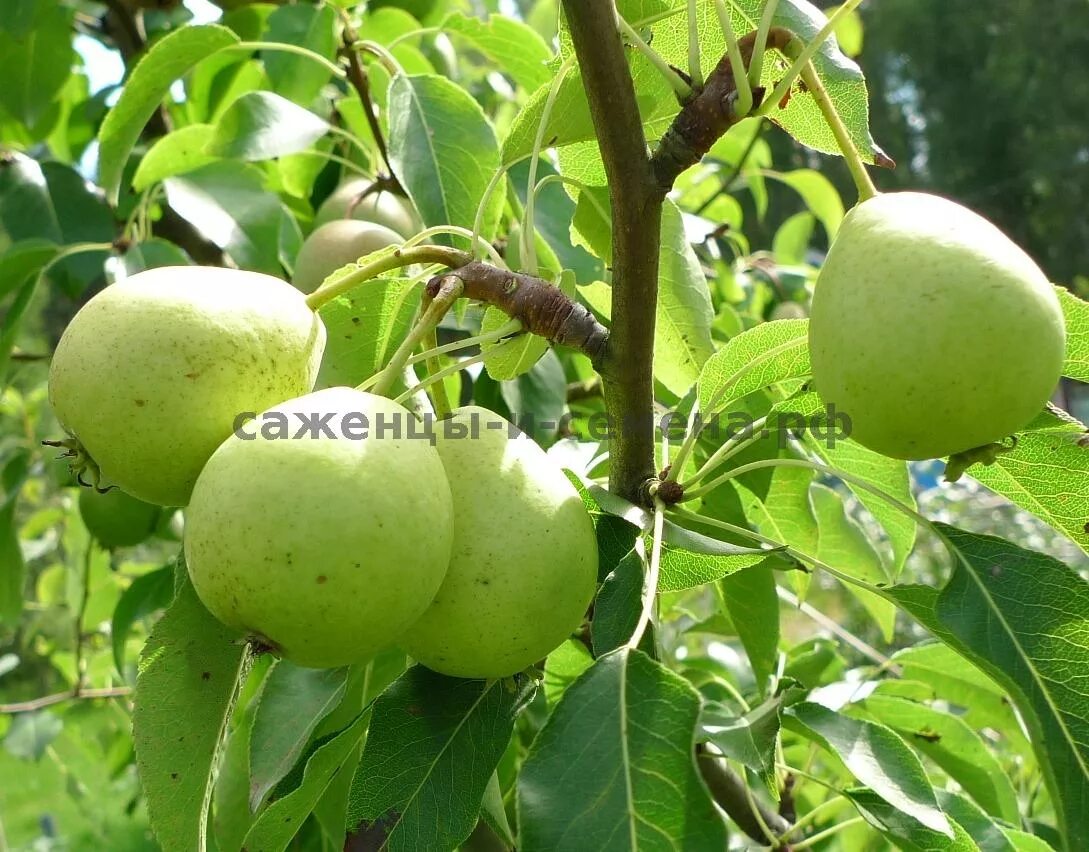 Груша скороспелка из мичуринска. Скороспелка Мичурина груша. Груша сорт скороспелка. Груша Мичуринская красавица.