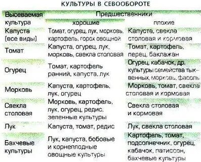 После чего сажать огурцы в открытый грунт