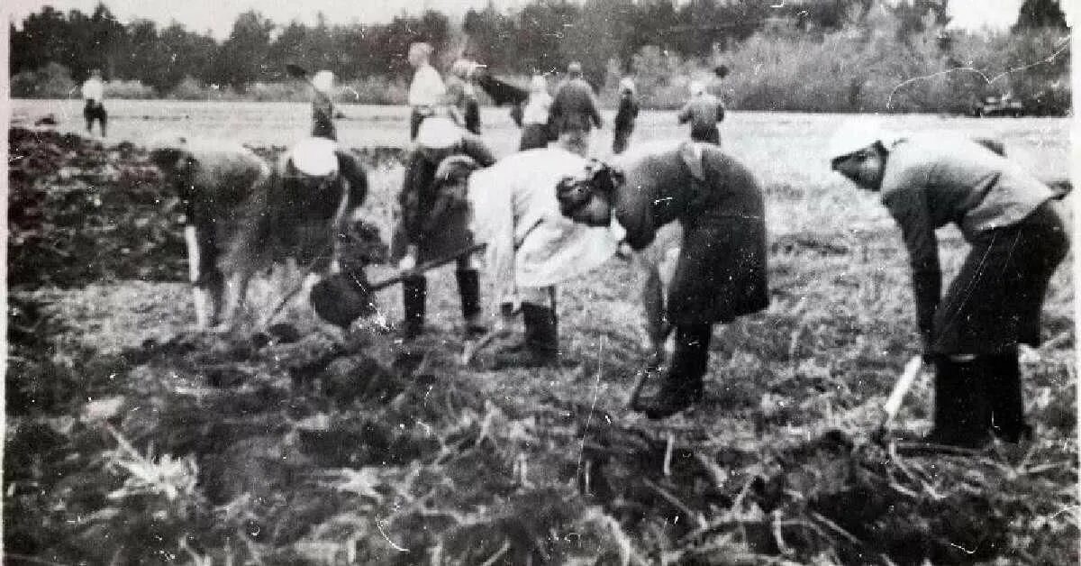 Труженики тыла в годы ВОВ колхозы. Колхоз с детьми тыл ВОВ И труженики. Колхозники в годы Великой Отечественной войны. Воинов и тружеников