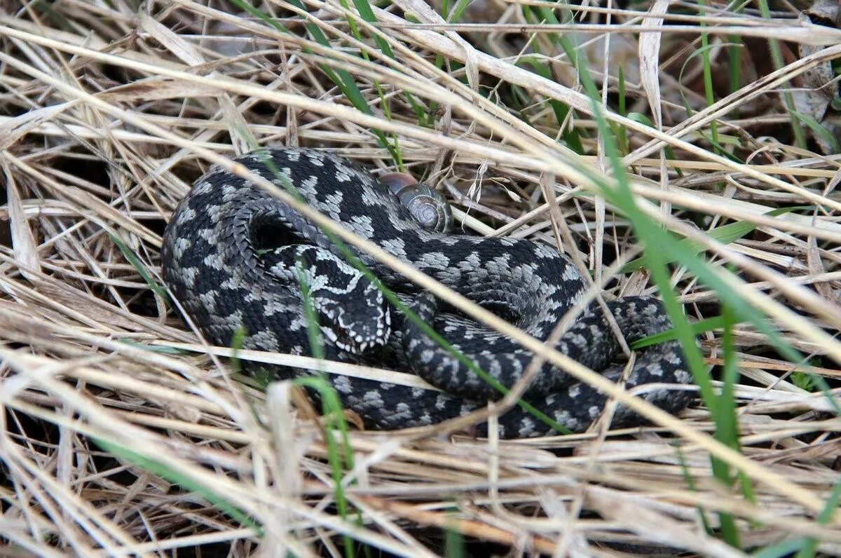 Гадюки в москве. Обыкновенная гадюка - Vipera berus (Linnaeus, 1758). Гадюка Болотная. Серая Степная гадюка. Черная Болотная гадюка.