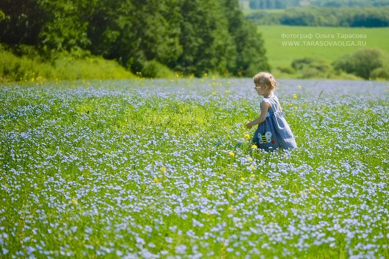 Льняное поле в цвету основная мысль текста. Фотосессия в поле льна. Льняное поле. Цветущее льняное поле. Фотосессия в лугах.