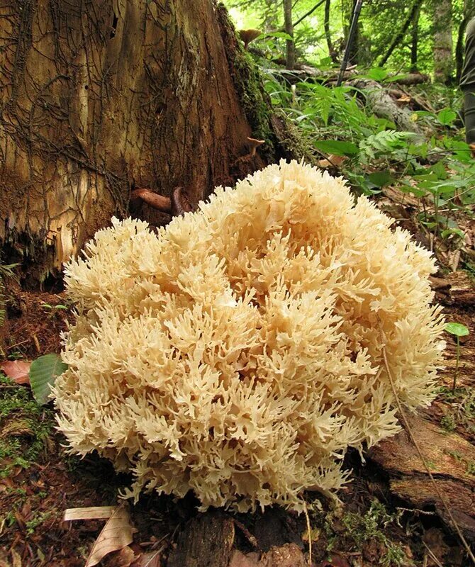 Грибы как кустики. Гриб баран трутовик зонтичный. Рогатик гроздевой гриб. Гриб рогатик съедобный. Грифола (трутовик) зонтичная.