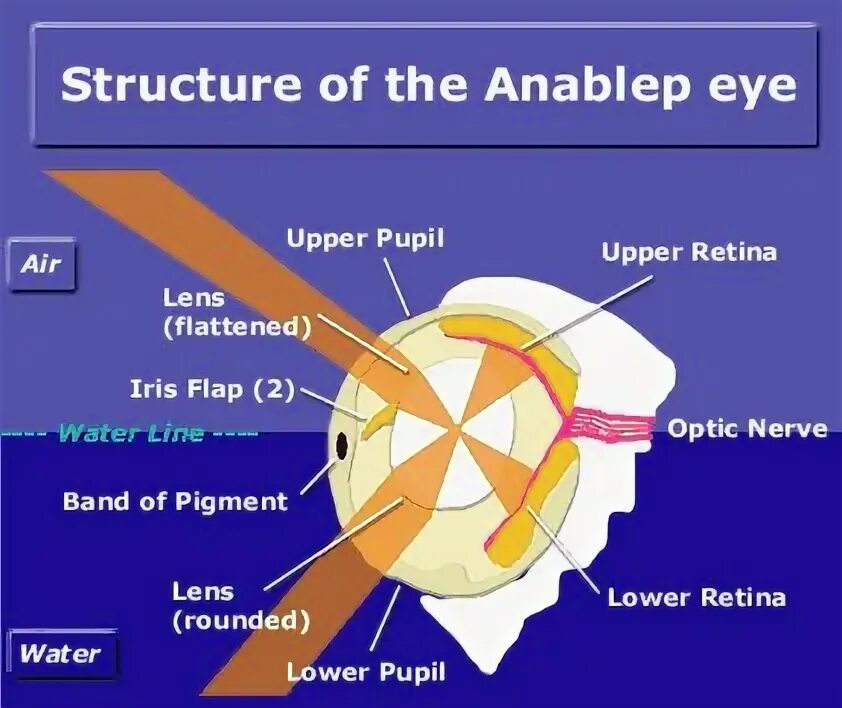 Www internal. Anableps.