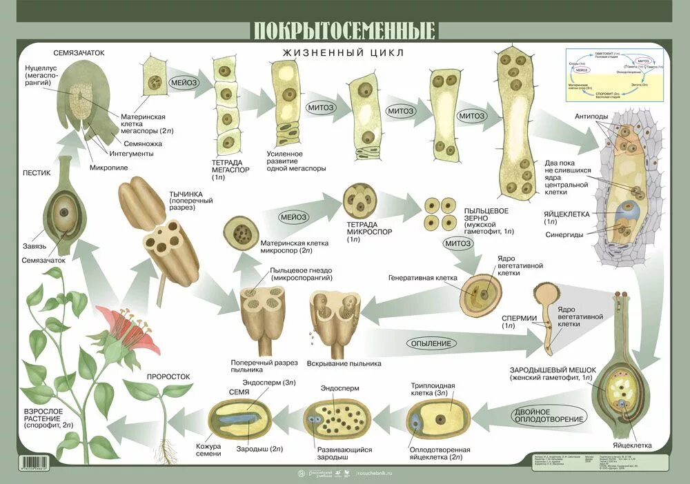 Цикл развития покрытосеменных схема. Рисунок цикла развития покрытосеменных растений. Жизненный цикл покрытосеменных растений схема. Цикл развития цветковых растений схема.