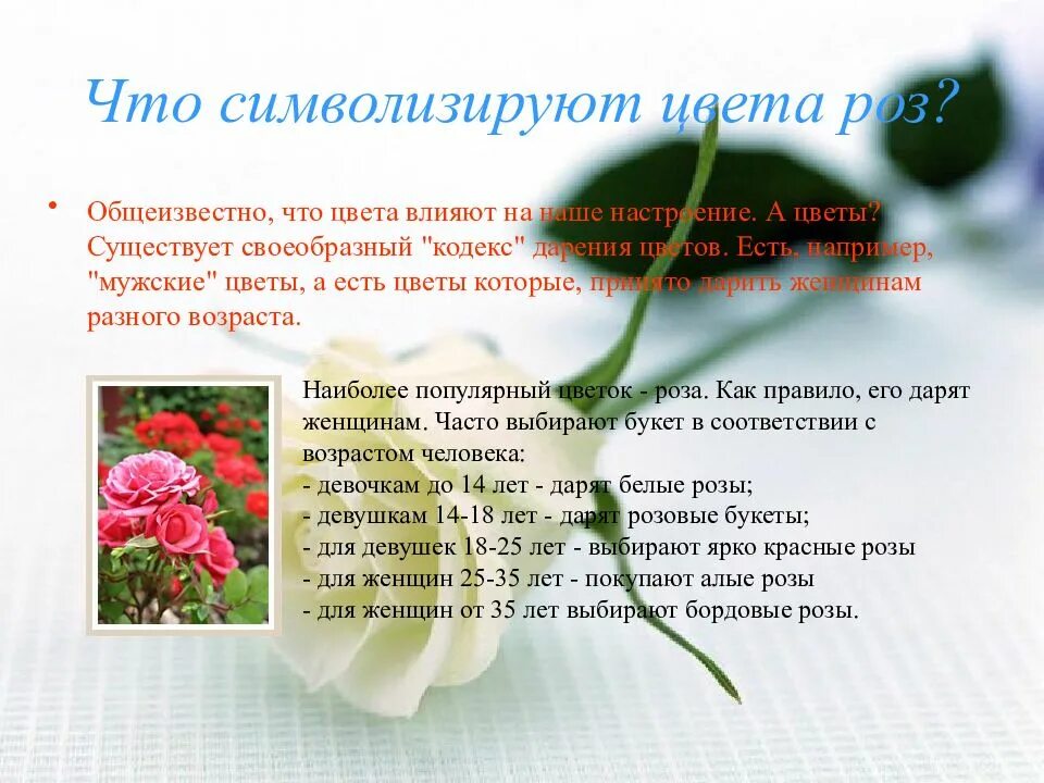 Значение 1 розы