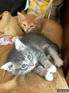 Кот иваново