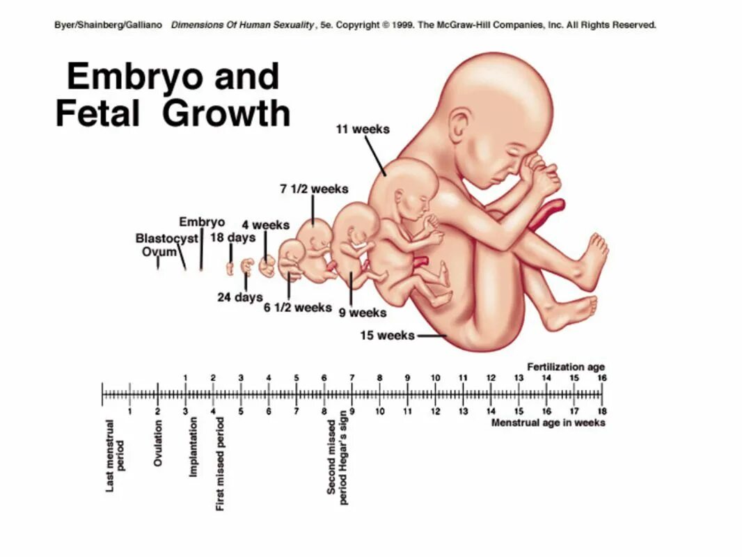 срок беременности акушерский и эмбриональный. схема периоды развития эмбриона и плода. 5 месяца беременности. как выглядит эмбрион в 1 неделю. размер плода на 4-5 неделе беременности.