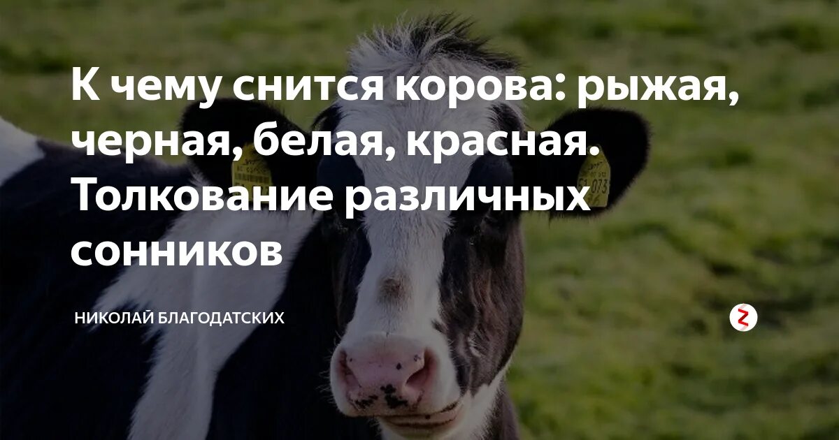 Приснилась корова. К чему снится корова женщине. К чему снится корова во сне. Приснилась корова женщине.