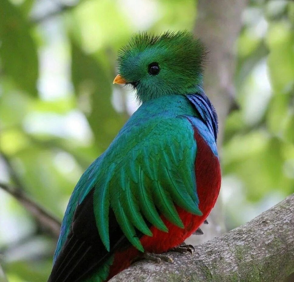 Карликовый зимородок. Редкие виды птиц. Королевский венценосный мухоед. Никобарский или гривистый голубь. Утка мандаринка.