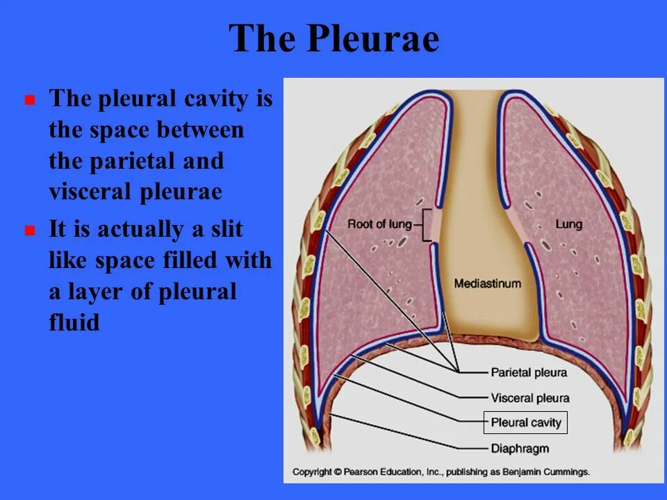Treat like a slit. Плевра pleura. Pleural cavity. Visceral and parietal pleura. Плевра анатомия.