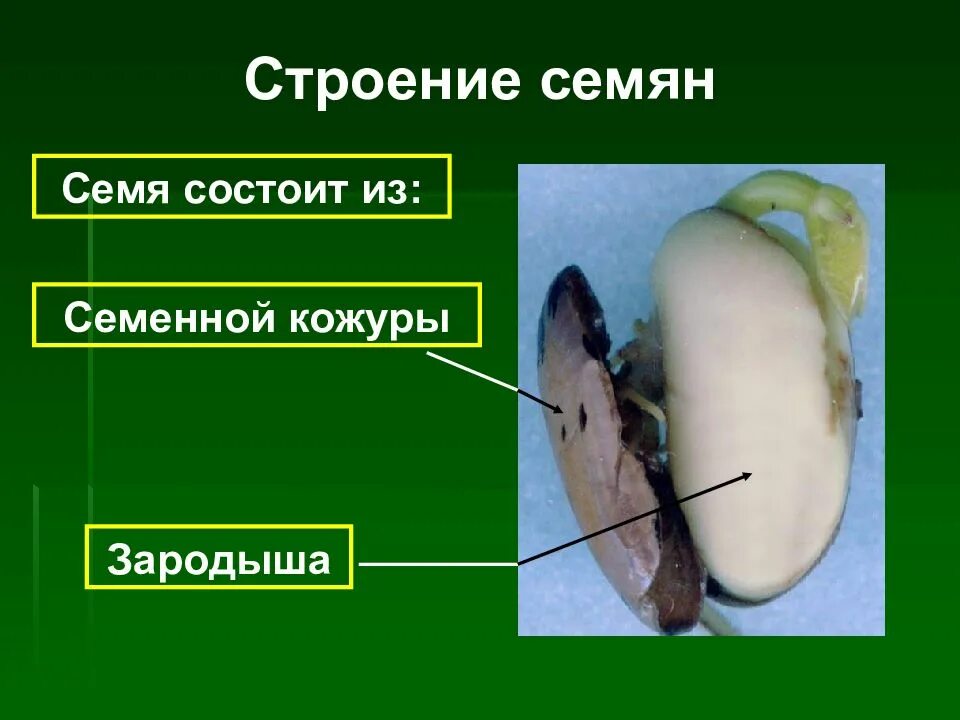 Какую функцию выполняет семенная кожура. Семя фасоли зародыш семенная кожура. строение семени семенная кожура. строение семенной кожуры. зародыш семени состоит из.