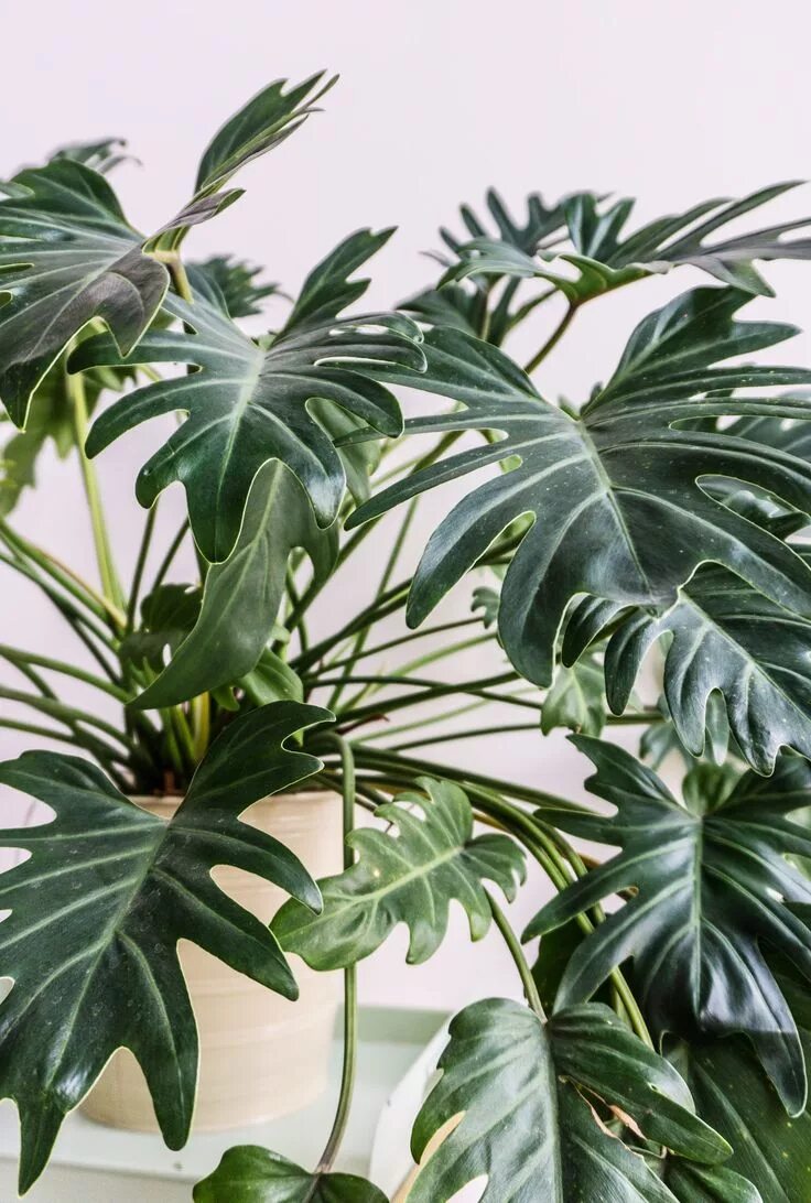 Philodendron Information - What Is A Congo Rojo Philodendron House plant care, P
