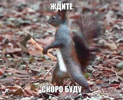 Белка мем