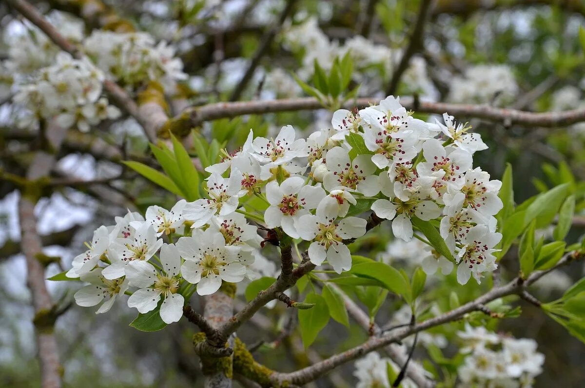 цветение 12 12. миндаль делон цветение. цветение 12 12. цветение 12 12. сакура после цветения фото.