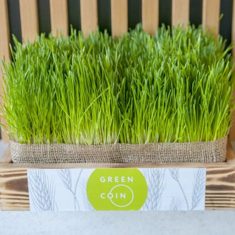 Микрозелень овес. Микрозелень пшеницы. Витграсс алтай. Микрозелень пырей. Пророщенная микрозелень.