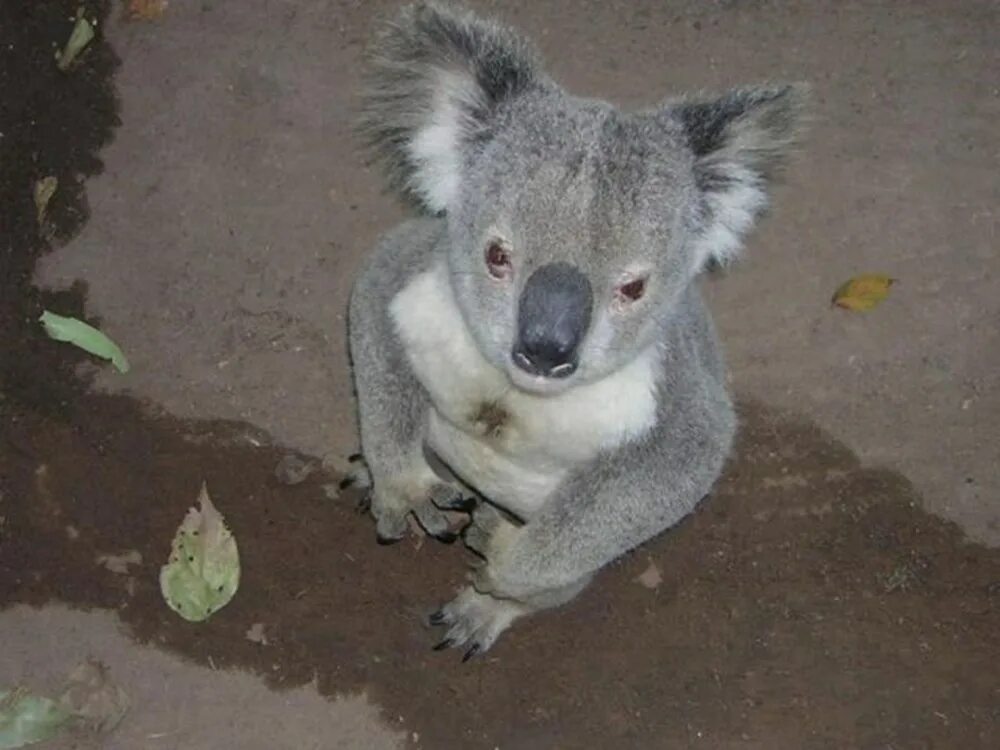 Мокрая коала почему. Мокрая коала. Коала Упоротые. Куала страшная. Страшная коала.