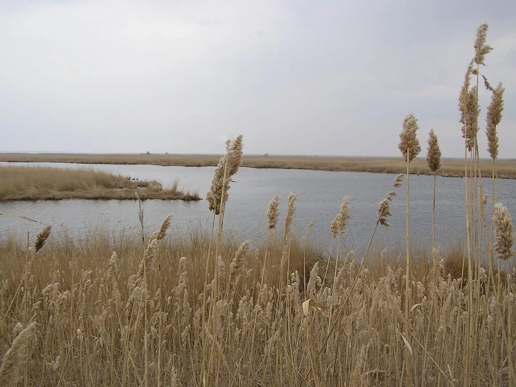 Западенский лиман реки маныч. Село приютное. Погода средний маныч веселовского. Погода средний маныч веселовского. Погода средний маныч веселовского.