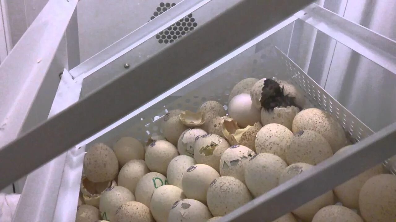 Сколько вылупляются яйца в инкубаторе. Инкубатор для индюшиных яиц. Яйца инкубатор индюшек в инкубаторе. Овоскопирование яиц фазана. Инкубация яиц индюков.