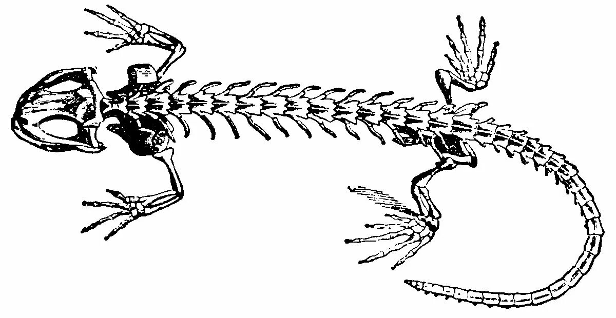 Задние конечности ящерицы. Скелет бородатой агамы. Строение скелета Тритона. Скелет рептилий. Скелет ящерицы агамы.