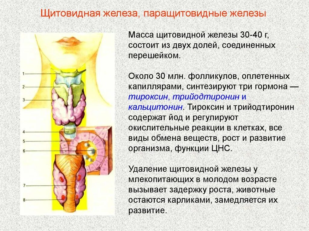 Паратгормон после удаления щитовидной железы. Щитовидная и паращитовидная железы. гормоны щитовидной железы и кальций. эндокринная система щитовидная железа. гормоны щитовидной железы регулируют.