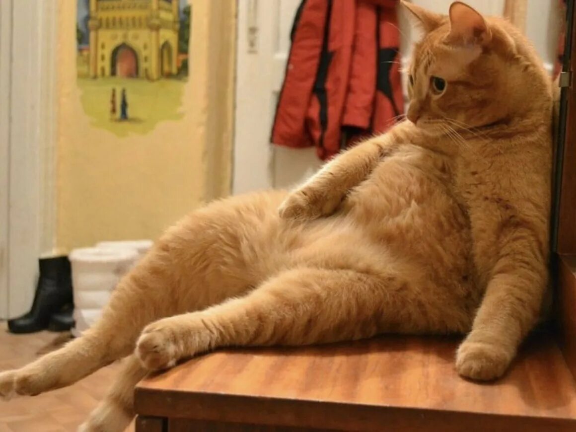 Толстый рыжий кот. Жирный кот. Толстый рыжий кот сидит.