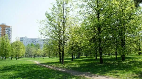 Сосенки царицыно. Парк Сосенки Нахимовский проспект. Парк Сосенки в Царицыно. Парк Сосенки Котловка. Парк Сосенки Кантемировская.