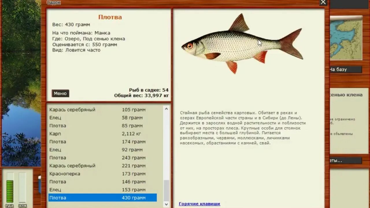 Русская рыбалка 3 озеро под сенью клена ямки. Русская рыбалка 3 плотва зачетная озеро. Плотва рыба русская рыбалка 3. Озеро под сенью клена русская рыбалка 3. Игра русская рыбалка 3.7