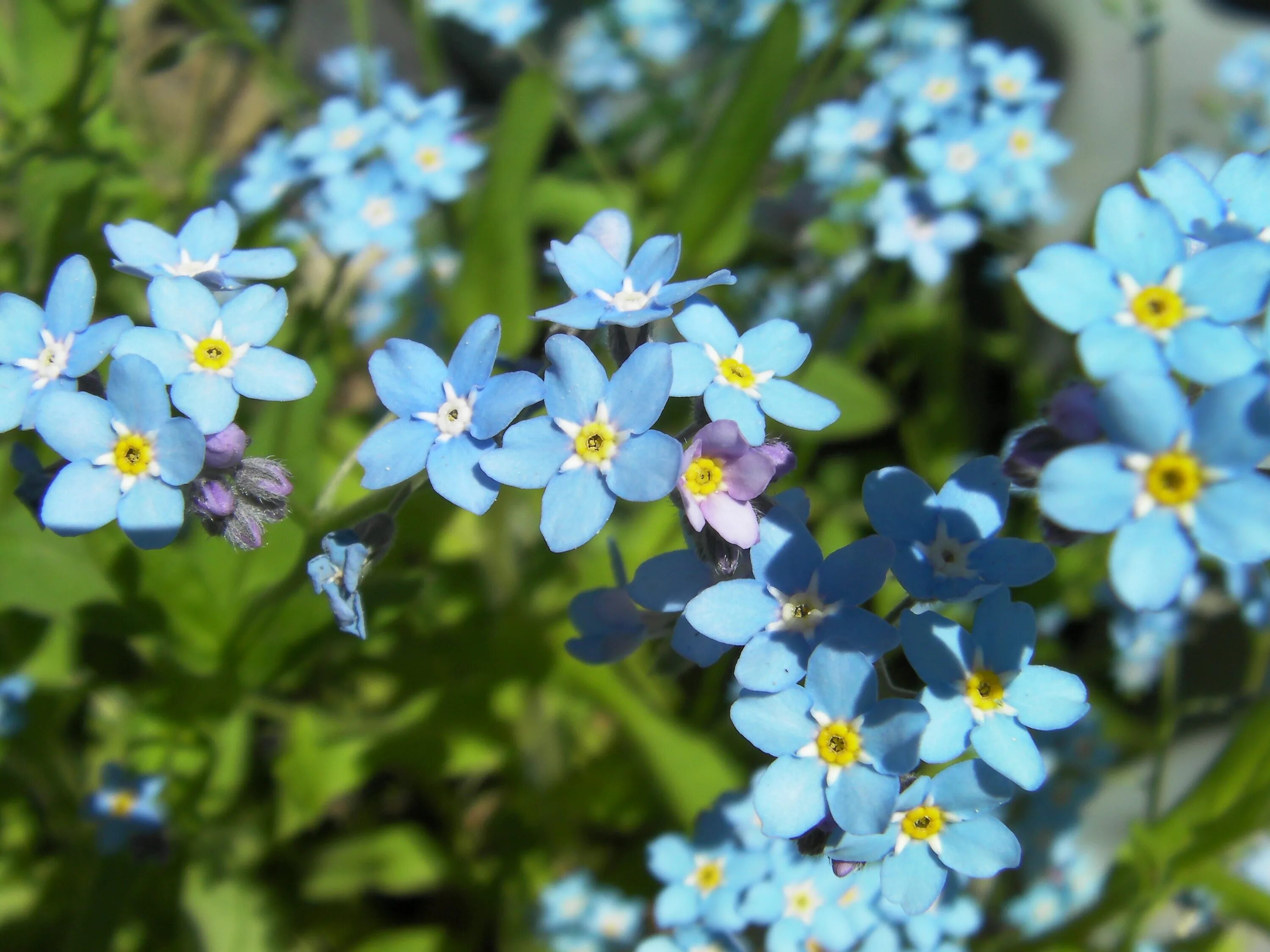 Где растет голубой цветок. Незабудка стелющаяся. Незабудка Альпийская голубая. Незабудка Альпийская (Myosotis alpestris). Незабудка гибридная.