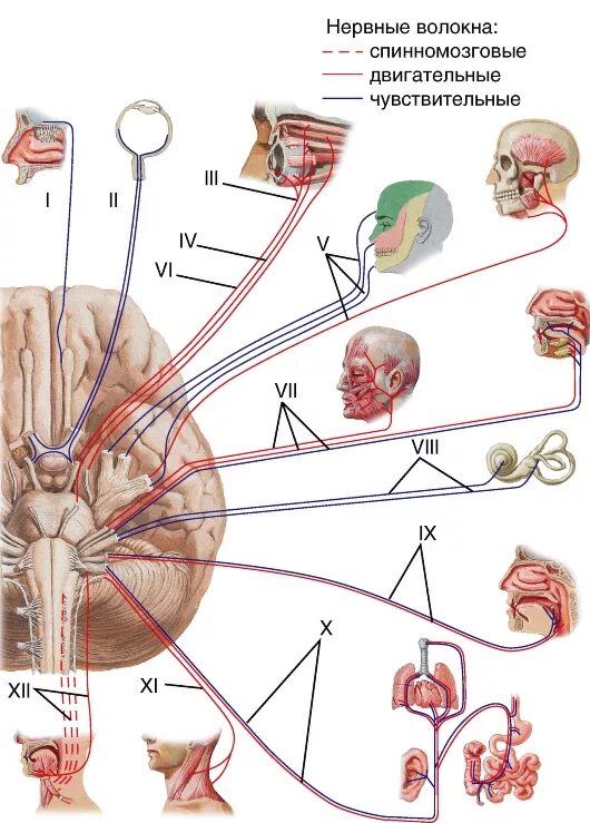 12 пара нервов головного мозга. 12 Пар черепных нервов схема. 12 Пар черепно мозговых нервов схема. Схема 12 пар ЧМН. 12 Пар черепно мозговых нервов анатомия.