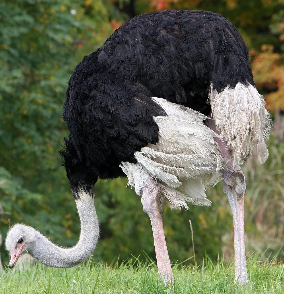 Самая большая птица на земле. Большие птицы. Самые большие птицы. Самая крупная птица. Самая большая птица в мире.