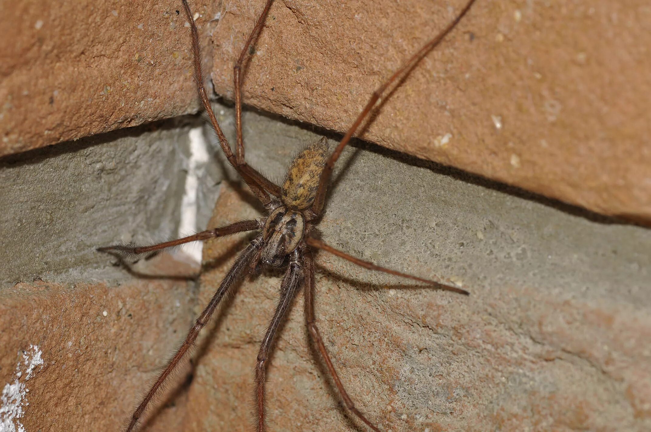 Чердачный паук (Tegenaria atrica). Тегенария домовая. Домовой паук Tegenaria Agrestis. Паук Tegenaria duellica.