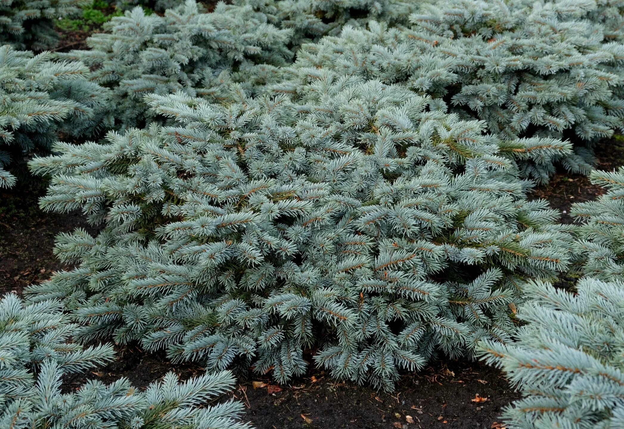 Ель колючая Karpaten. Ель pungens glauca. Ель голубая Пицея пунгенс Глаука. Ель колючая Глаука Глобоза. Ель колючая сорта