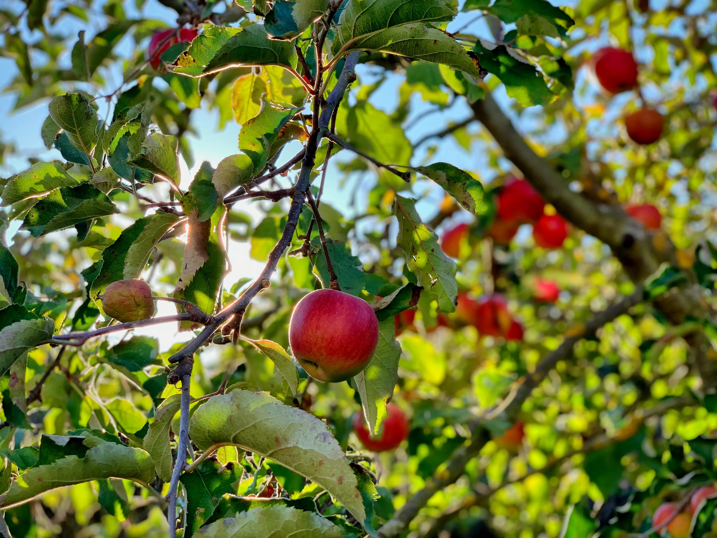 Яблоня возраст. Яблоня дерево. Плод яблони. Яблоки на дереве. Яблоневый сад.