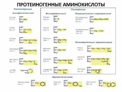 Протеиногенные аминокислоты состав