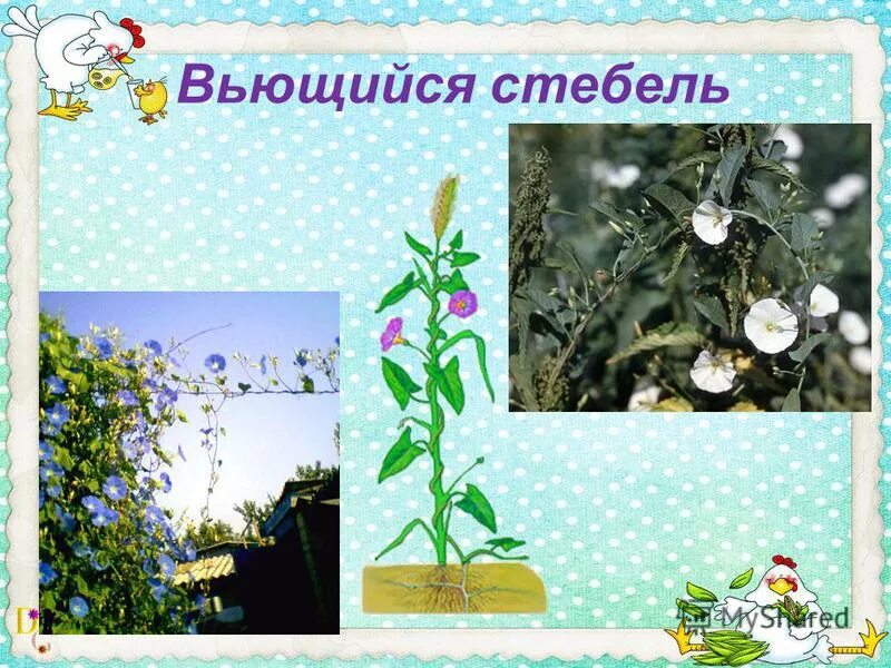 Вьющиеся стебли примеры растений Какие бывают стебли по направлению найдено 90 фотографий