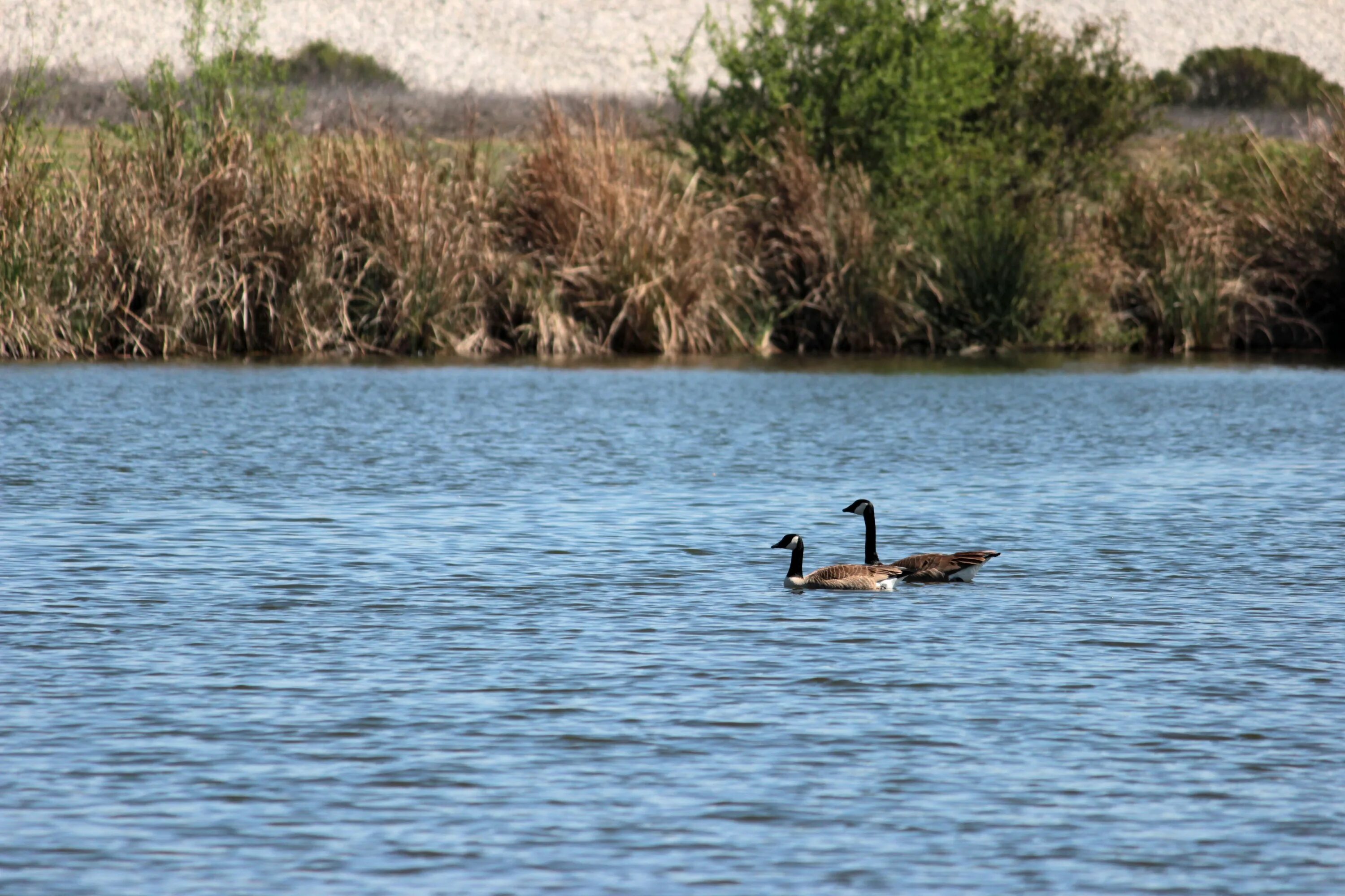 Купаемся на речке. Какая река плавает. Щука обыкновенная нерест. Ульм озеро рядом. Купаемся на речке.