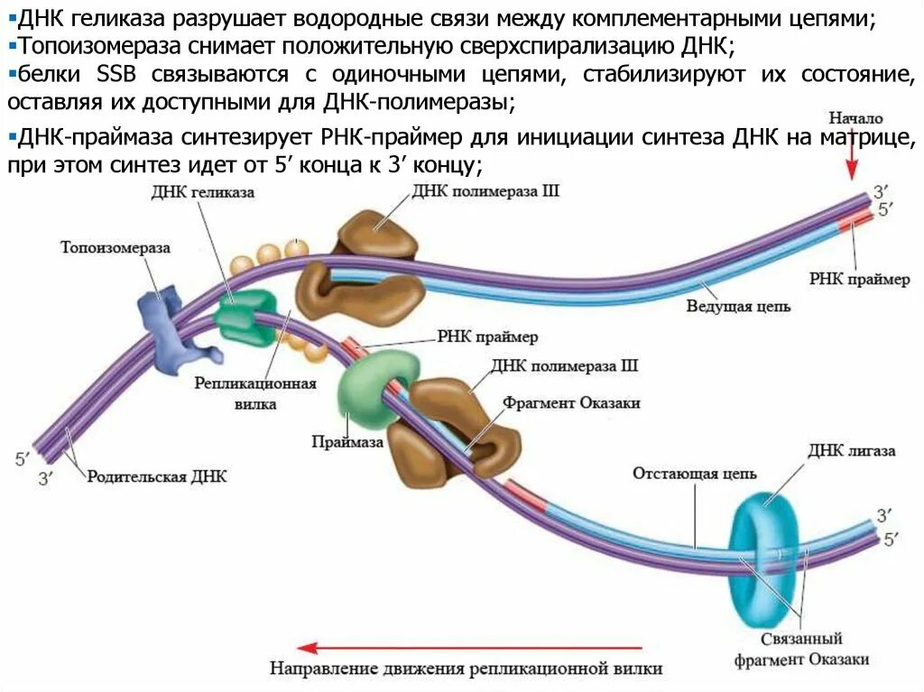 Какая связь между цепями днк. Топоизомераза геликаза. хеликаза и геликаза. рнк геликаза. днк геликаза хеликаза функции.