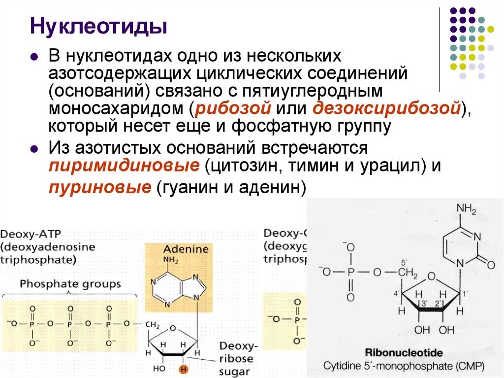 Адениновых нуклеотидов. Нуклеотид строение и функции. Функции нуклеотидов биохимия. Типы нуклеотидов кратко. Строение нуклеотида правильное.